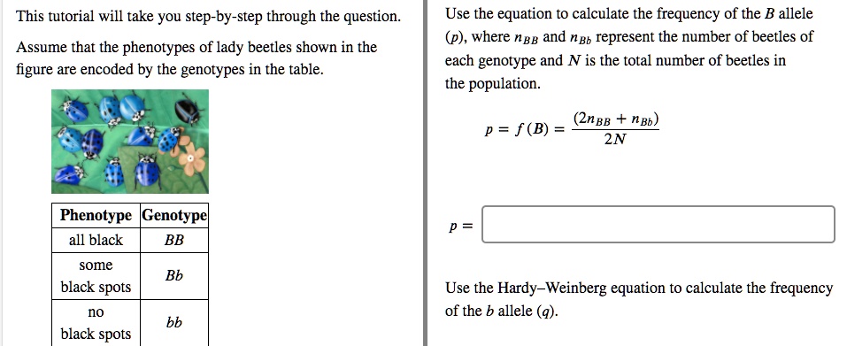 This tutorial will take you step-by-step through the question.

Assume that the phenotypes of lady beetles shown in the figure are encoded by the genotypes in the table.

Phenotype | Genotype
all black | BB
some black spots | Bb
no black spots | bb

Use the equation to calculate the frequency of the B allele (p), where nBB and nBb represent the number of beetles of each genotype and N is the total number of beetles in the population.

p = f(B) = (2nBB + nBb) / 2N

p =

Use the Hardy-Weinberg equation to calculate the frequency of the b allele (q).