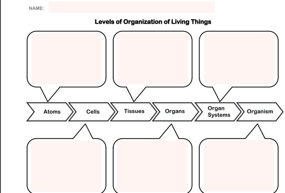 organ level of organization