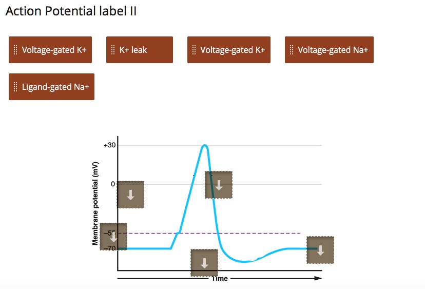 SOLVED: Label the following Action Potential by indicating which event ...