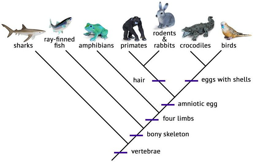 SOLVED: Which species are most closely related to birds? rodents