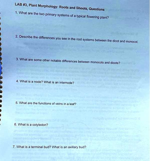 SOLVED LAB 3, Plant Morphology "Roots and Shoots" Questions 1. What