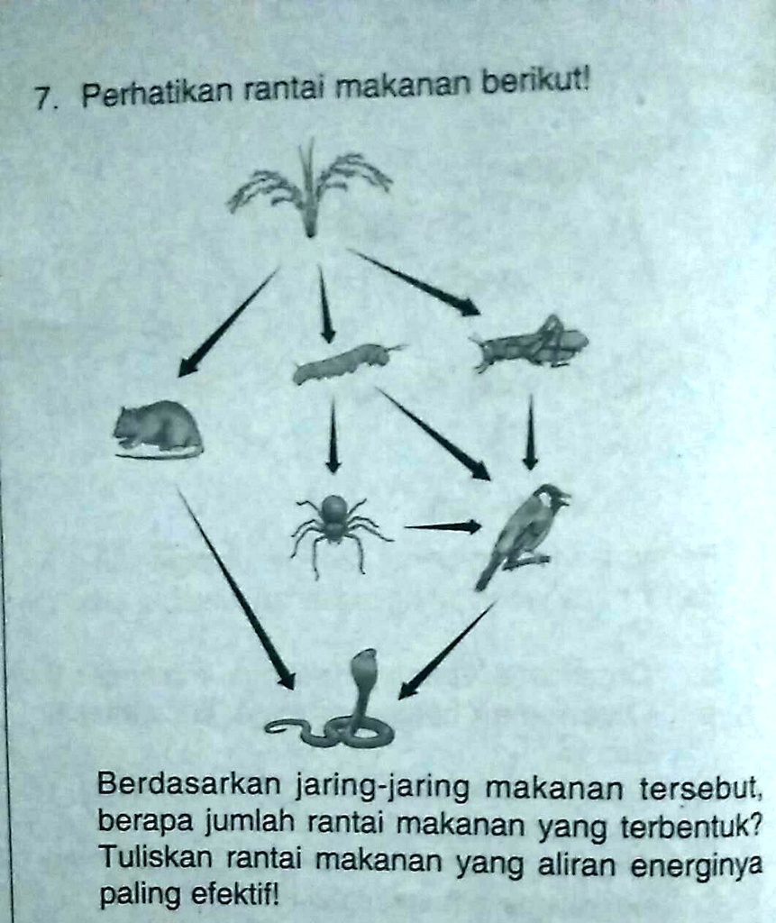 Solved 7 Perhatikan Rantai Makanan Berikutberdasarkan Jaring Jaring Makanan Tersebutberapa 3137