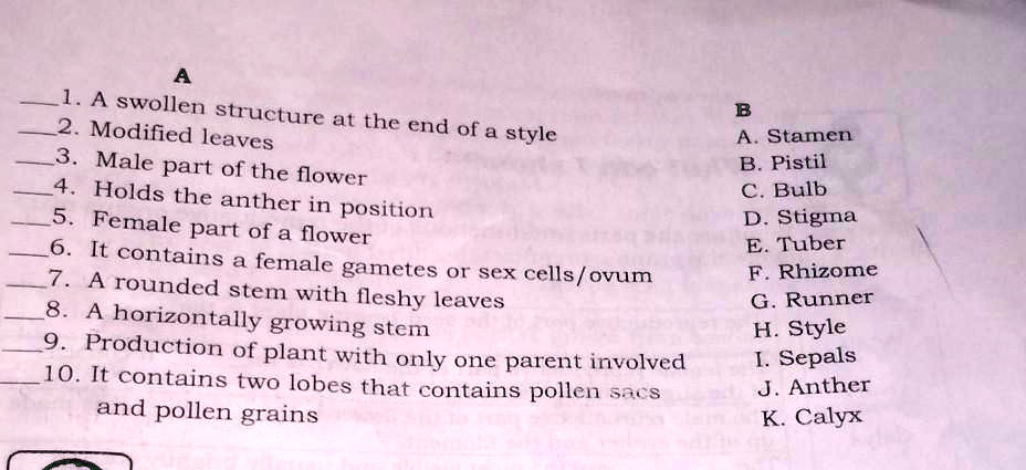 A
1. A swollen structure at the end of a style
2. Modified leaves
3. Male part of the flower
4. Holds the anther in position
5. Female part of a flower
6. It contains a female gametes or sex cells/ovum
7. A rounded stem with fleshy leaves
8. A horizontally growing stem
9. Production of plant with only one parent involved
10. It contains two lobes that contains pollen sacs
and pollen grains
B
A. Stamen
B. Pistil
C. Bulb
D. Stigma
E. Tuber
F. Rhizome
G. Runner
H. Style
I. Sepals
J. Anther
K. Calyx