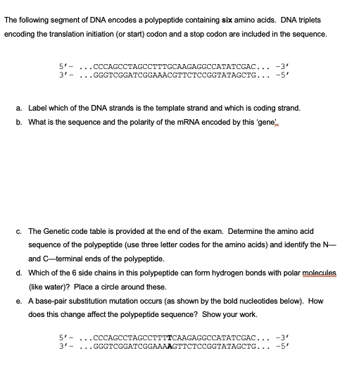 The following segment of DNA encodes a polypeptide containing six amino acids. DNA triplets encoding the translation initiation (or start) codon and a stop codon are included in the sequence.

5' - ...CCCAGCCTAGCCTTTGCAAGAGGCCATATCGAC... -3'
3' - ...GGGTCGGATCGGAAACGTTCTCCGGTATAGCTG... -5'

a. Label which of the DNA strands is the template strand and which is coding strand.
b. What is the sequence and the polarity of the mRNA encoded by this 'gene'?

c. The Genetic code table is provided at the end of the exam. Determine the amino acid sequence of the polypeptide (use three letter codes for the amino acids) and identify the N— and C—terminal ends of the polypeptide.
d. Which of the 6 side chains in this polypeptide can form hydrogen bonds with polar molecules (like water)? Place a circle around these.
e. A base-pair substitution mutation occurs (as shown by the bold nucleotides below). How does this change affect the polypeptide sequence? Show your work.

5' - ...CCCAGCCTAGCCTTTTCAAGAGGCCATATCGAC... -3'
3' - ...GGGTCGGATCGGAAAAGTTCTCCGGTATAGCTG... -5'