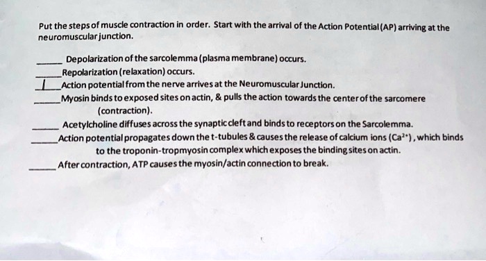Put the steps of muscle contraction in order. Start with the arrival of the Action Potential (AP) arriving at the neuromuscular junction.

Depolarization of the sarcolemma (plasma membrane) occurs.
Repolarization (relaxation) occurs.
Action potential from the nerve arrives at the Neuromuscular Junction.
Myosin binds to exposed sites on actin,     pulls the actin towards the center of the sarcomere (contraction).
Acetylcholine diffuses across the synaptic cleft and binds to receptors on the Sarcolemma.
Action potential propagates down the t-tubules     causes the release of calcium ions (Ca2+), which binds to the troponin-tropomyosin complex which exposes the binding sites on actin.
After contraction, ATP causes the myosin/actin connection to break.