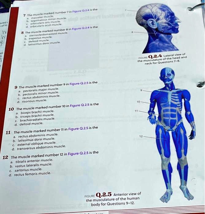 SOLVED 7. The muscle marked number 7 in Figure Q.2.4 is the a