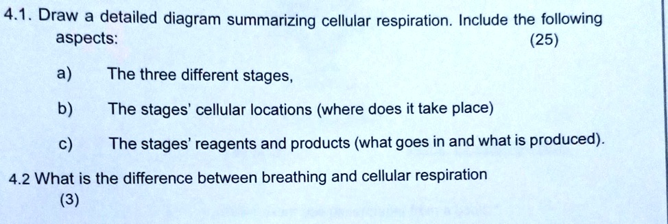 4.1. Draw a detailed diagram summarizing cellular respiration. Include the following
aspects:
(25)
a) The three different stages,
b) The stages' cellular locations (where does it take place)
c) The stages' reagents and products (what goes in and what is produced).
4.2 What is the difference between breathing and cellular respiration
(3)
