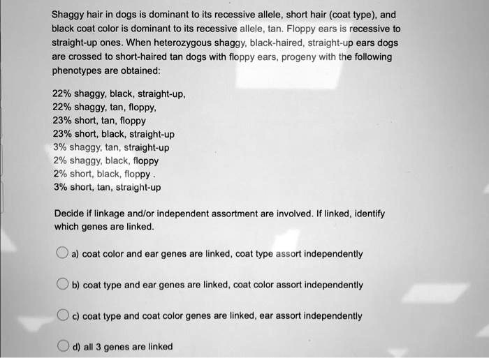 SOLVED Shaggy hair in dogs is dominant to its recessive allele, short