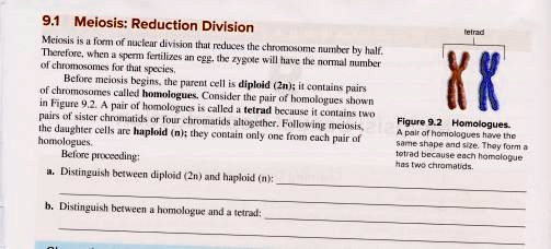 9.1 Meiosis: Reduction Division
Meiosis is a form of nuclear division that reduces the chromosome number by half. Therefore, when a sperm fertilizes an egg, the zygote will have the normal number of chromosomes for that species.
Before meiosis begins, the parent cell is diploid (2n); it contains pairs of chromosomes called homologues. Consider the pair of homologues shown in Figure 9.2. A pair of homologues is called a tetrad because it contains two pairs of sister chromatids or four chromatids altogether. Following meiosis, the daughter cells are haploid (n); they contain only one from each pair of homologues.
Before proceeding:
a. Distinguish between diploid (2n) and haploid (n):
b. Distinguish between a homologue and a tetrad:
tetrad
Figure 9.2 Homologues.
A pair of homologues have the same shape and size. They form a tetrad because each homologue has two chromatids.