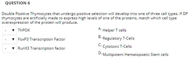 Double Positive Thymocytes that undergo positive selection will develop into one of three cell types. If DP thymocytes are artificially made to express high levels of one of the proteins, match which cell type overexpression of the protein will produce.
ThPOK
FoxP3 Transcription Factor
RunX3 Transcription factor
A. Helper T cells
B. Regulatory T-Cells
C. Cytotoxic T-Cells
D. Multipotent Hematopoetic Stem cells