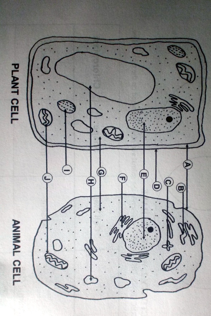 Plant and Animal Cell Structure with Diagram