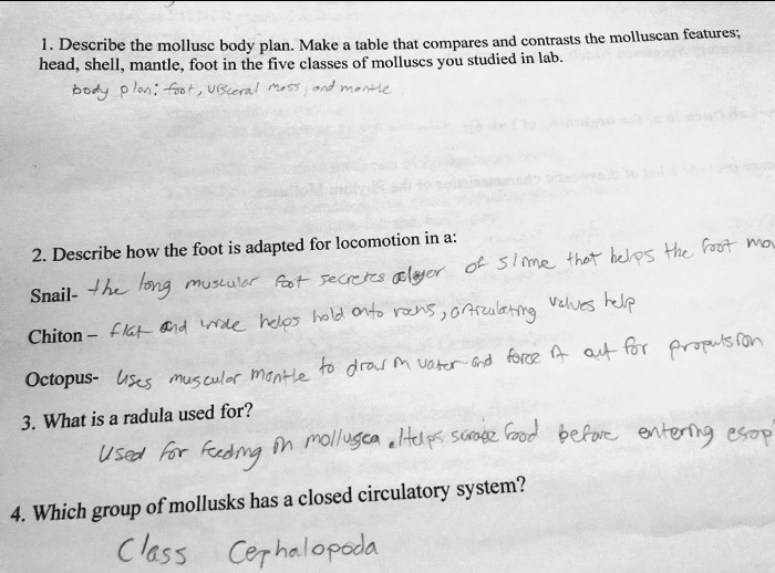1. Describe the mollusc body plan. Make a table that compares and contrasts the molluscan features; head, shell, mantle, foot in the five classes of molluscs you studied in lab.
body plan: foot, visceral mass, and mantle
2. Describe how the foot is adapted for locomotion in a:
Snail- the long muscular foot secretes a layer of slime that helps the foot move
Chiton- flat and wide helps hold onto rocks, articulating valves help
Octopus- uses muscular mantle to draw in water and force it out for propulsion
3. What is a radula used for?
Used for feeding in mollusca. Helps scrape food before entering esophagus
4. Which group of mollusks has a closed circulatory system?
Class Cephalopoda