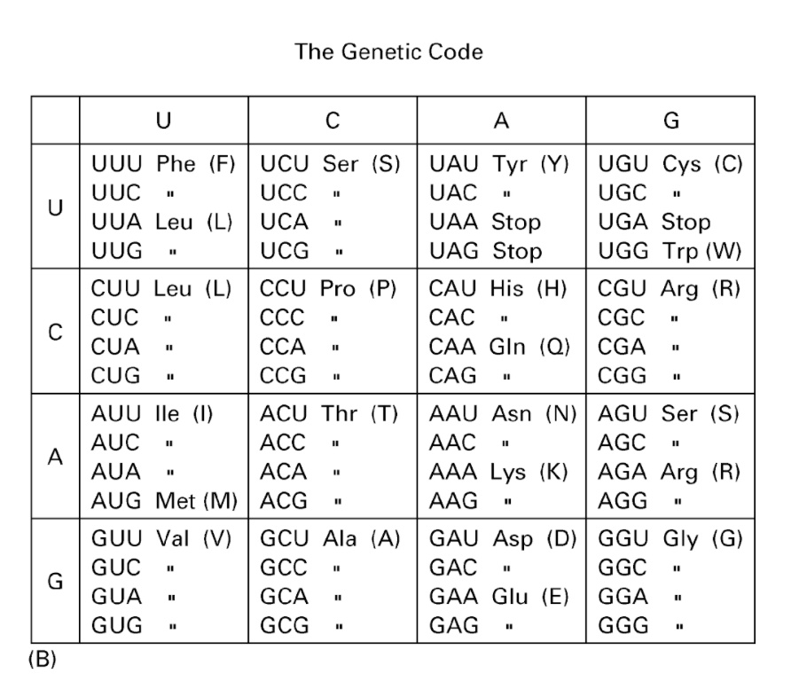 Solved Асс UUG AGA UUA AGG AGU GCA CGA CCA UCA ACA GUA GCC