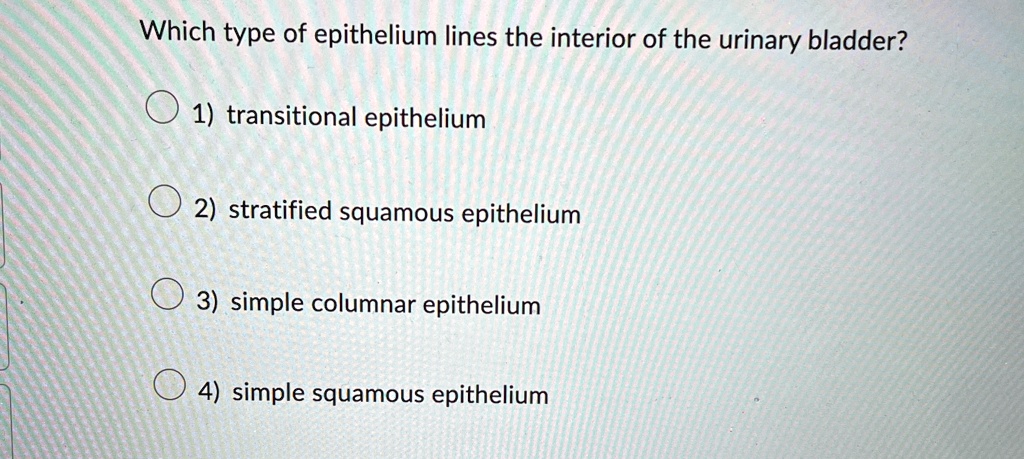 Transitional Vs Simple Columnar which type of epithelium lines the interior of the urinary bladder 1 ...