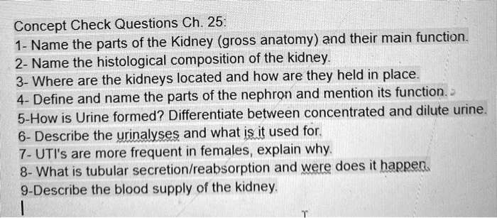 SOLVED Concept Check Questions Ch 25 1 Name The Parts Of The Kidney gold-digger-shop-alt-n-eleme-mini-set-jl-15x60cm