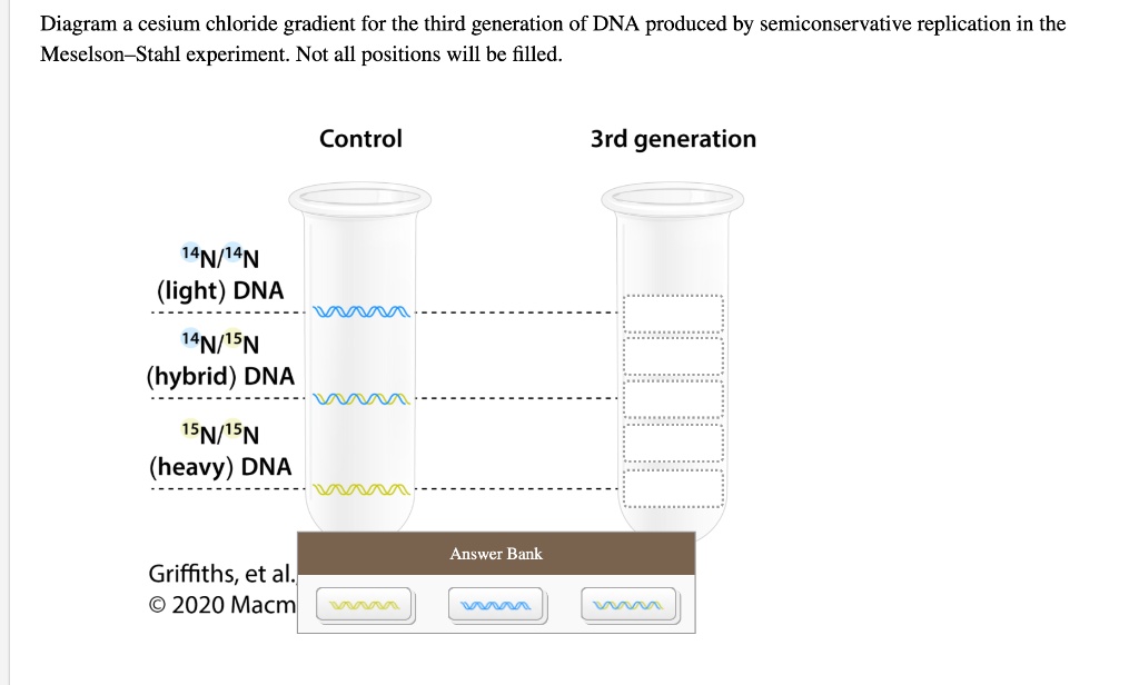 SOLVED Diagram of cesium chloride gradient for the third generation of