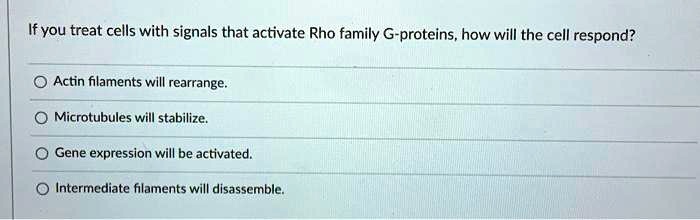 If you treat cells with signals that activate Rho family G-proteins, how will the cell respond?
Actin filaments will rearrange.
Microtubules will stabilize.
Gene expression will be activated.
Intermediate filaments will disassemble.