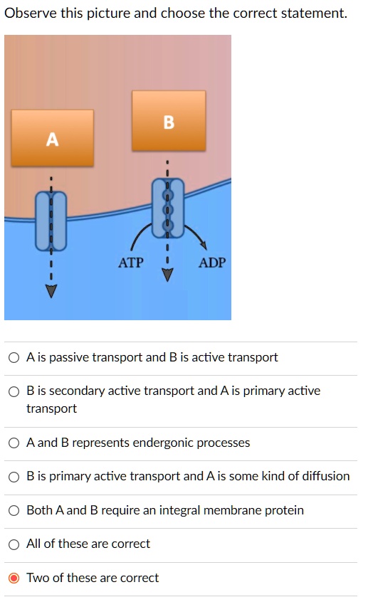 Which Statements Are Properties Of Protein Based Active Transport observe this picture and choose the correct statement atp adp ais