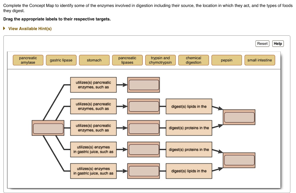 SOLVED Complete the Concept Map to identify some of the enzymes