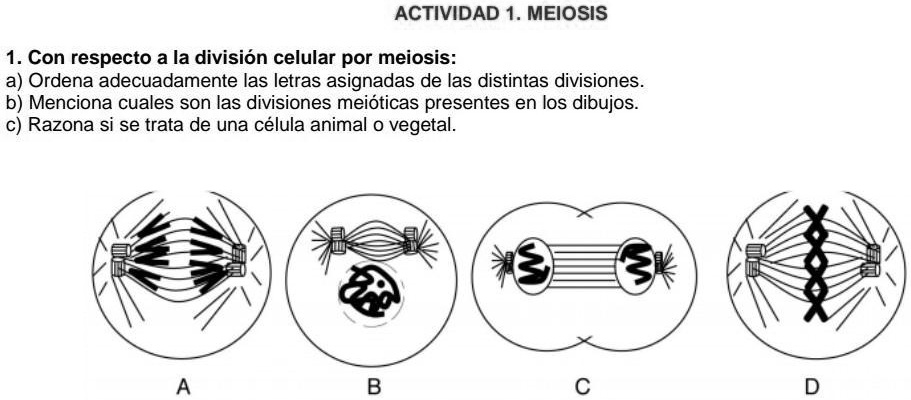 SOLVED: Urgente Porfa Doy Corona ACTIVIDAD 1. MEIOSIS 1. Con Respecto A ...