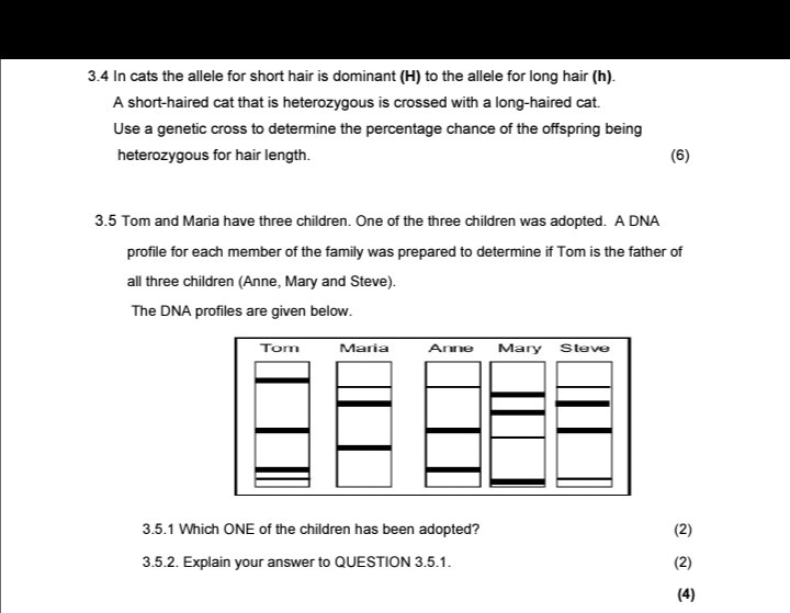 3.4 In cats, the allele for short hair is dominant (H) to the allele ...