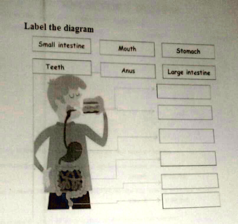 Label the diagram Small...
