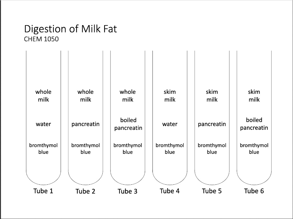 SOLVEDDigestion of Milk Fat CHEM 1050 whole milk whole milk whole milk skim milk skim milk skim