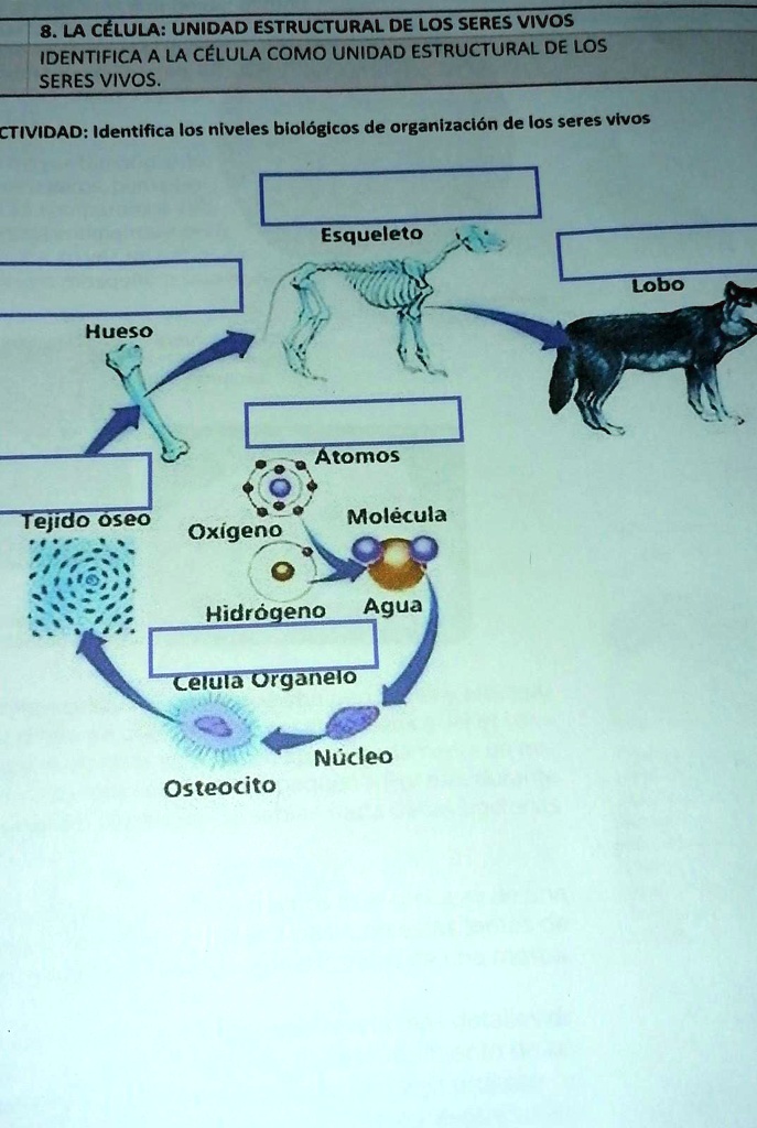 SOLVED: ACTIVIDAD: Identifica los niveles biológicos de organización de ...