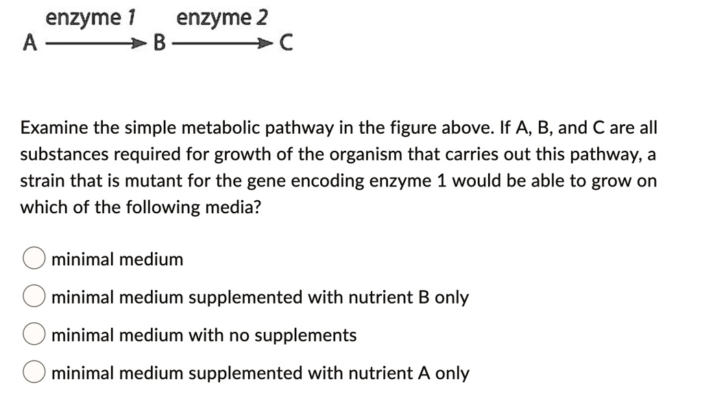 enzyme 1 enzyme 2
A ? B ? C
Examine the simple metabolic pathway in the figure above. If A, B, and C are all substances required for growth of the organism that carries out this pathway, a strain that is mutant for the gene encoding enzyme 1 would be able to grow on which of the following media?
minimal medium
minimal medium supplemented with nutrient B only
minimal medium with no supplements
minimal medium supplemented with nutrient A only