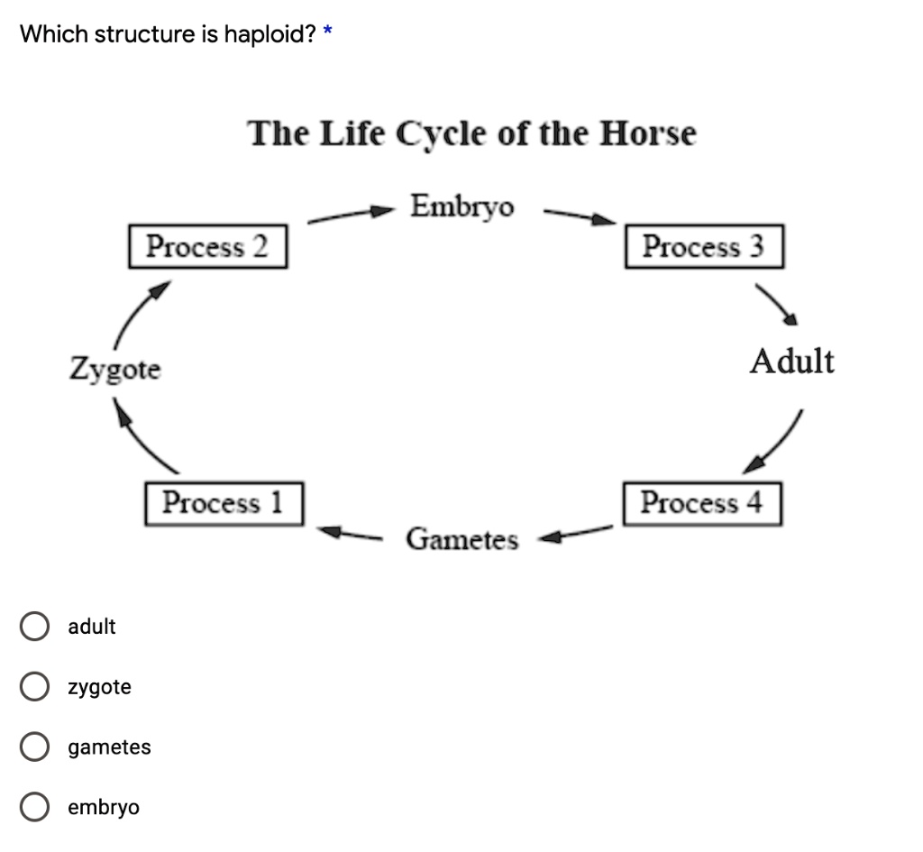 SOLVEDWhich structure is haploid? The Life Cycle of the Horse Embryo Process 2 Process 3 Zygote