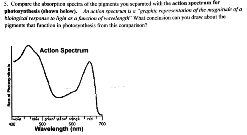 compare the absorption spectra of the pigments you separated with the ...