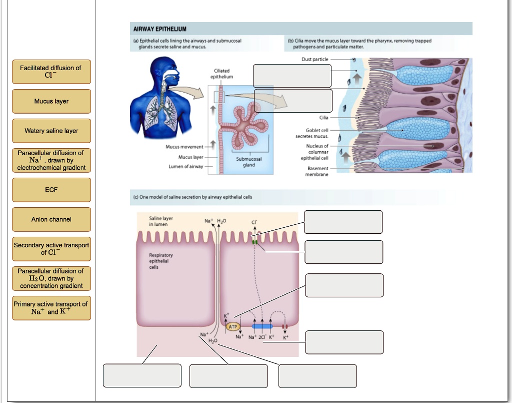 SOLVED: Text: AIRWAY EPITHELIUM (a) Epithelial cells lining the airways ...