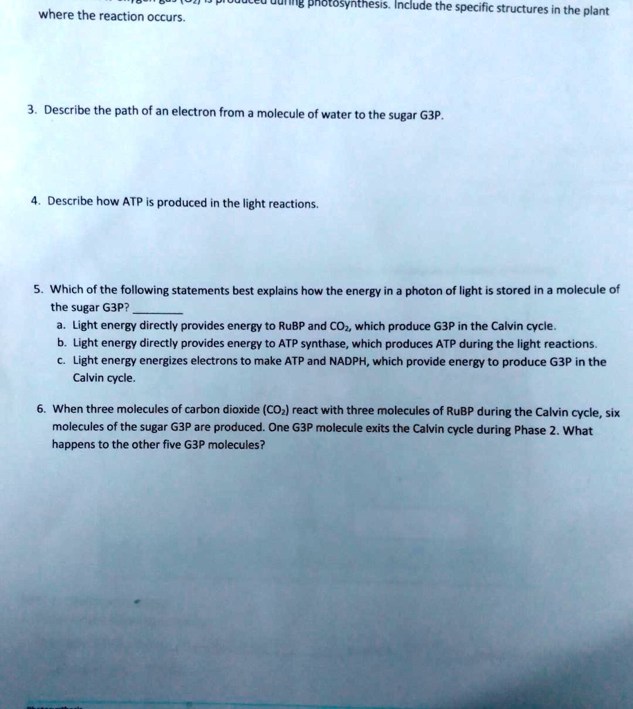 Uuting photosynthesis Include the specific structures in the plant