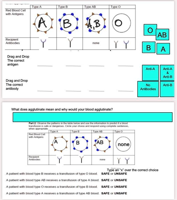 Type A
Type B
Type AB
Type O
Red Blood Cell with Antigens
Recipient Antibodies
none
Drag and Drop The correct antigen
Drag and Drop The correct antibody
O
AB
B
A
Anti-A
Anti-A     Anti-B
No Antibodies
Anti-B
What does agglutinate mean and why would your blood agglutinate?
Part 2: Observe the patterns in the table below and use the information to predict if a blood transfusion is safe or dangerous. Circle your choice and respond using complete sentences, when appropriate.
Type an "x" over the correct choice
A patient with blood type B receives a transfusion of type O blood. SAFE or UNSAFE
A patient with blood type AB receives a transfusion of type A blood. SAFE or UNSAFE
A patient with blood type O receives a transfusion of type B blood. SAFE or UNSAFE
A patient with blood type A receives a transfusion of type AB blood. SAFE or UNSAFE