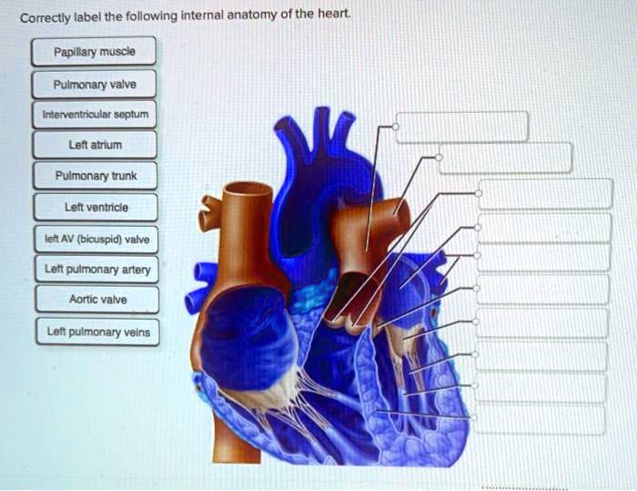 Correctly label the following internal anatomy of the heart. Papillary muscle Pulmonary valve