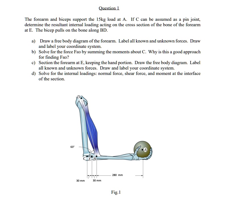 Solved: The Forearm And Biceps Support The 15 Kg Load At A. If C Can Be 