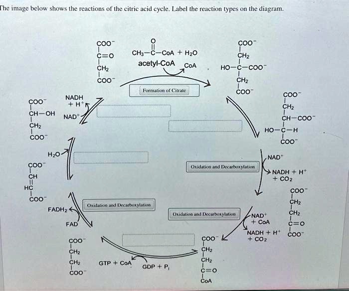 The image below shows the reactions of the citric acid cycle. Label the ...