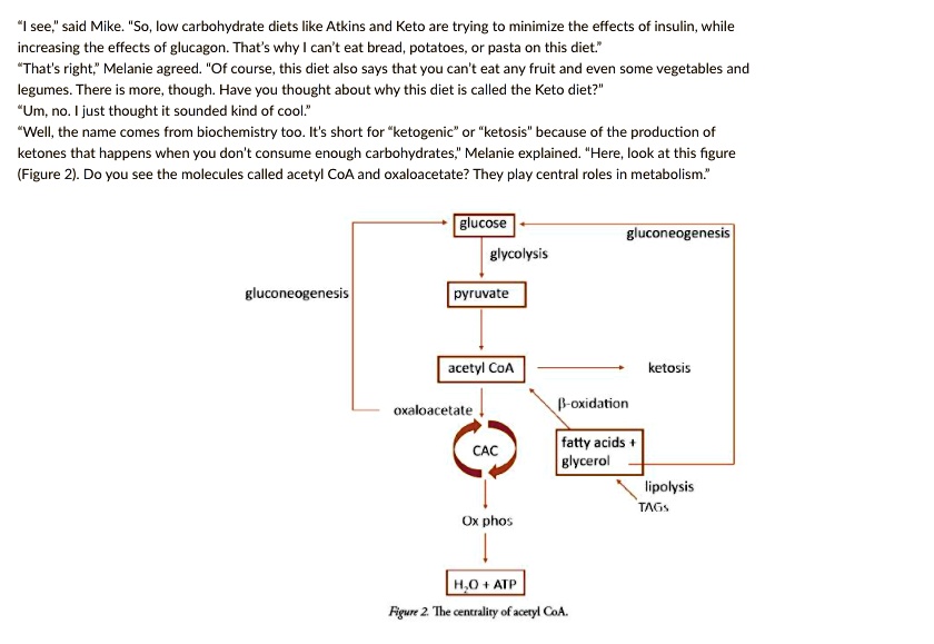 Explain The Role Of Oxaloacetate In The Citric Acid Cycle And