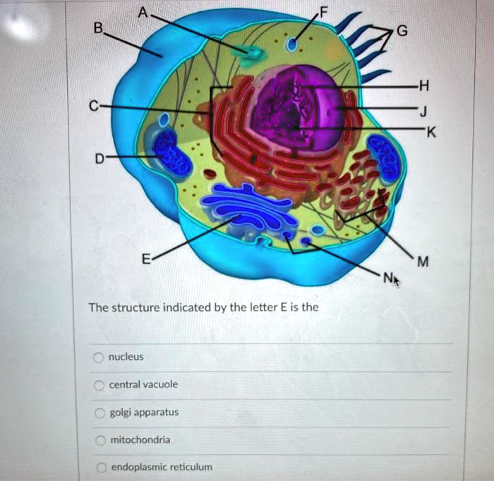 SOLVED: W Nt The structure indicated by the letter E is the nucleus ...