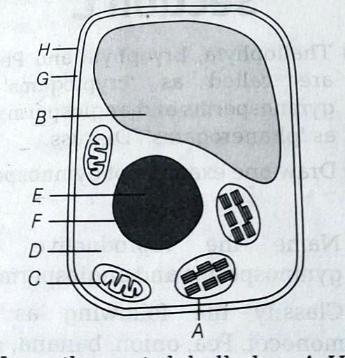 SOLVED: Given below is a diagrammatic sketch of a certain generalized ...