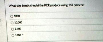 what size bands should the pcr produce using 16s primers 1000 10000 2500 1600 04349