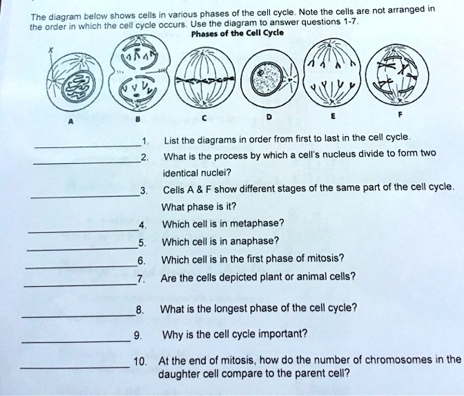 what is the longest stage of mitosis