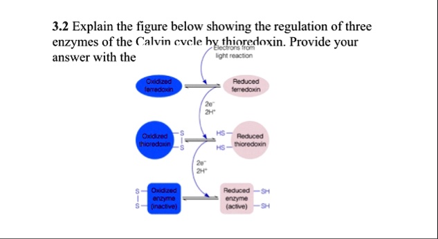 32 explain the figure below showing the regulation of three enzymes of the calvin cvcle hy thioredoxin provide your answer with 1 25662