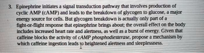 Epinephrine initiates a signal transduction pathway that involves production of cyclic AMP (cAMP) and leads to the breakdown of glycogen to glucose, a major energy source for cells. But glycogen breakdown is actually only part of a fight-or-flight response that epinephrine brings about; the overall effect on the body includes increased heart rate and alertness, as well as a burst of energy. Given that caffeine blocks the activity of cAMP phosphodiesterase, propose a mechanism by which caffeine ingestion leads to heightened alertness and sleeplessness.