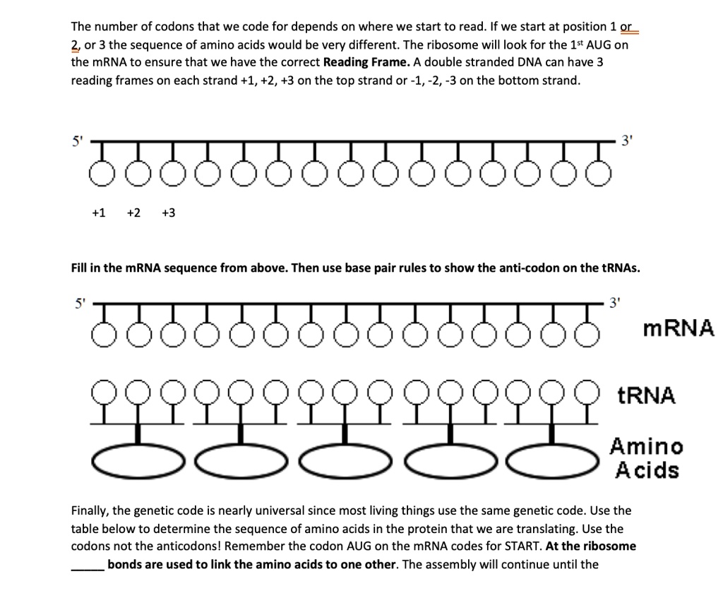 The number of codons that we code for depends on where we start to read. If we start at position 1 or 2, or 3 the sequence of amino acids would be very different. The ribosome will look for the 1st AUG on the mRNA to ensure that we have the correct Reading Frame. A double stranded DNA can have 3 reading frames on each strand +1, +2, +3 on the top strand or -1, -2, -3 on the bottom strand.

5' ??????????????? 3'
+1 +2 +3

Fill in the mRNA sequence from above. Then use base pair rules to show the anti-codon on the tRNAs.

5' ??????????????? 3' mRNA

tRNA
Amino Acids

Finally, the genetic code is nearly universal since most living things use the same genetic code. Use the table below to determine the sequence of amino acids in the protein that we are translating. Use the codons not the anticodons! Remember the codon AUG on the mRNA codes for START. At the ribosome  bonds are used to link the amino acids to one other. The assembly will continue until the
