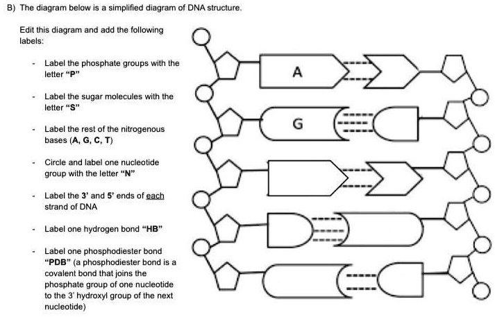 the diagram below is simplified diagram of dna structure edit this ...
