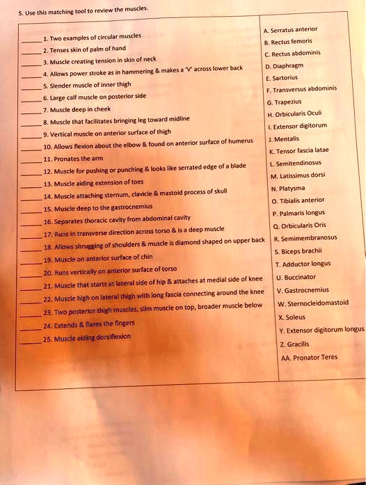 SOLVED: Use this matching tool to review the muscles. A. Serratus