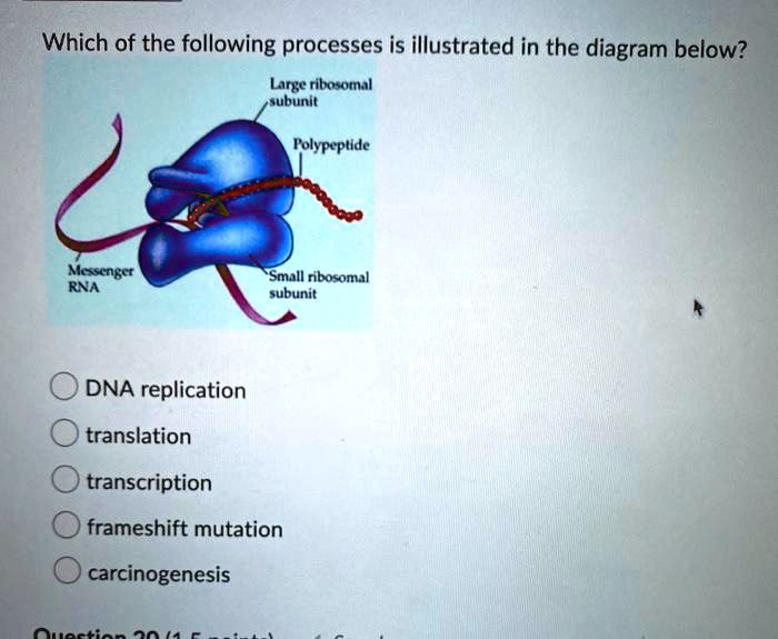 SOLVED Which of the following processes is illustrated in the diagram