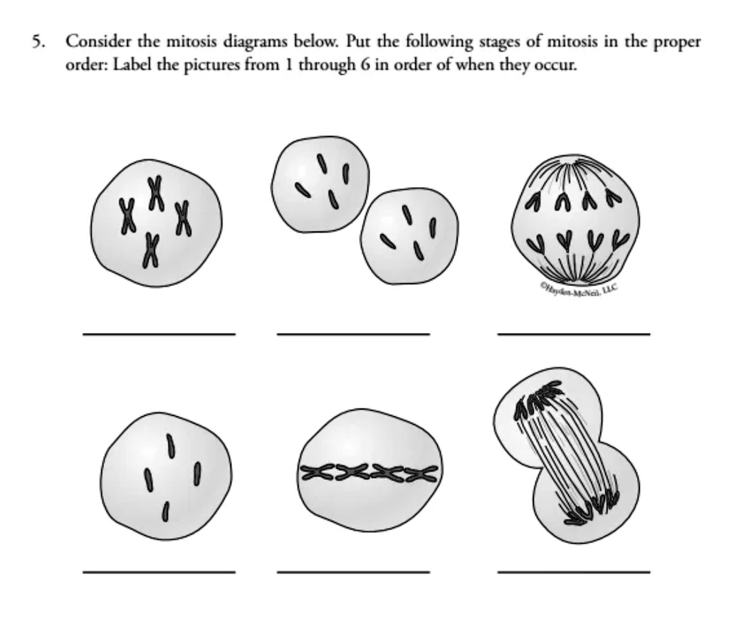 SOLVED: Consider the mitosis diagrams below. Put the following stages ...