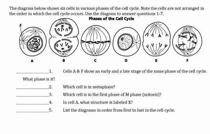 the diagram below shows siz cells in various phases of the cell cycle ...